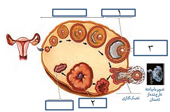 دریافت سوال 8