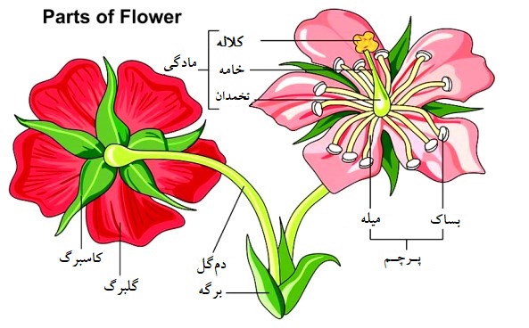 دریافت سوال 4