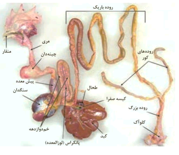 دریافت سوال 11