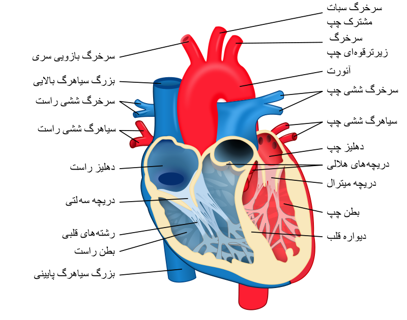 دریافت سوال 36