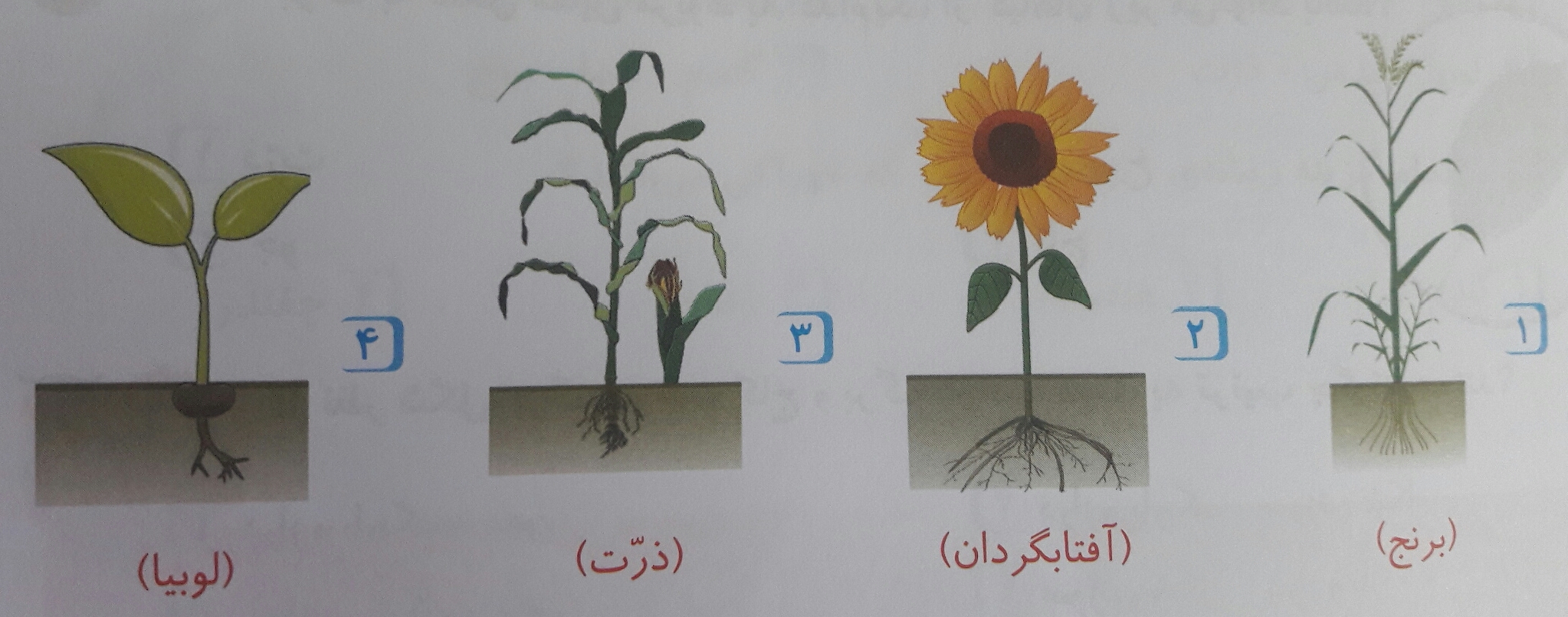 دریافت سوال 11