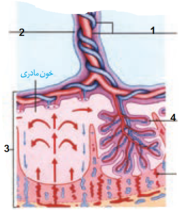 دریافت سوال 13