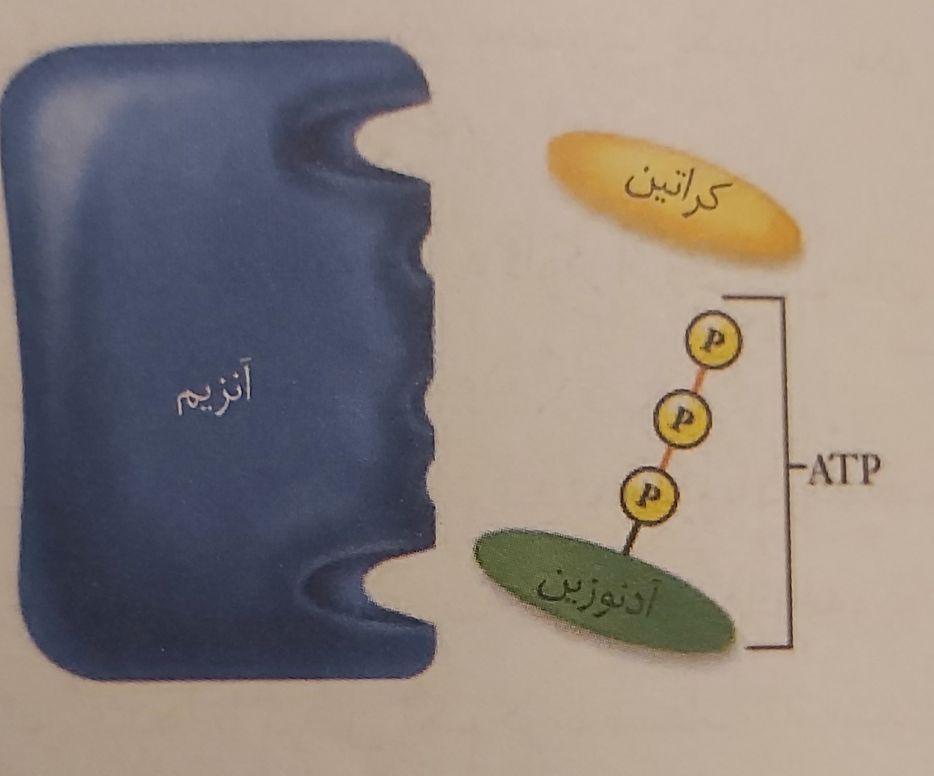 دریافت سوال 25