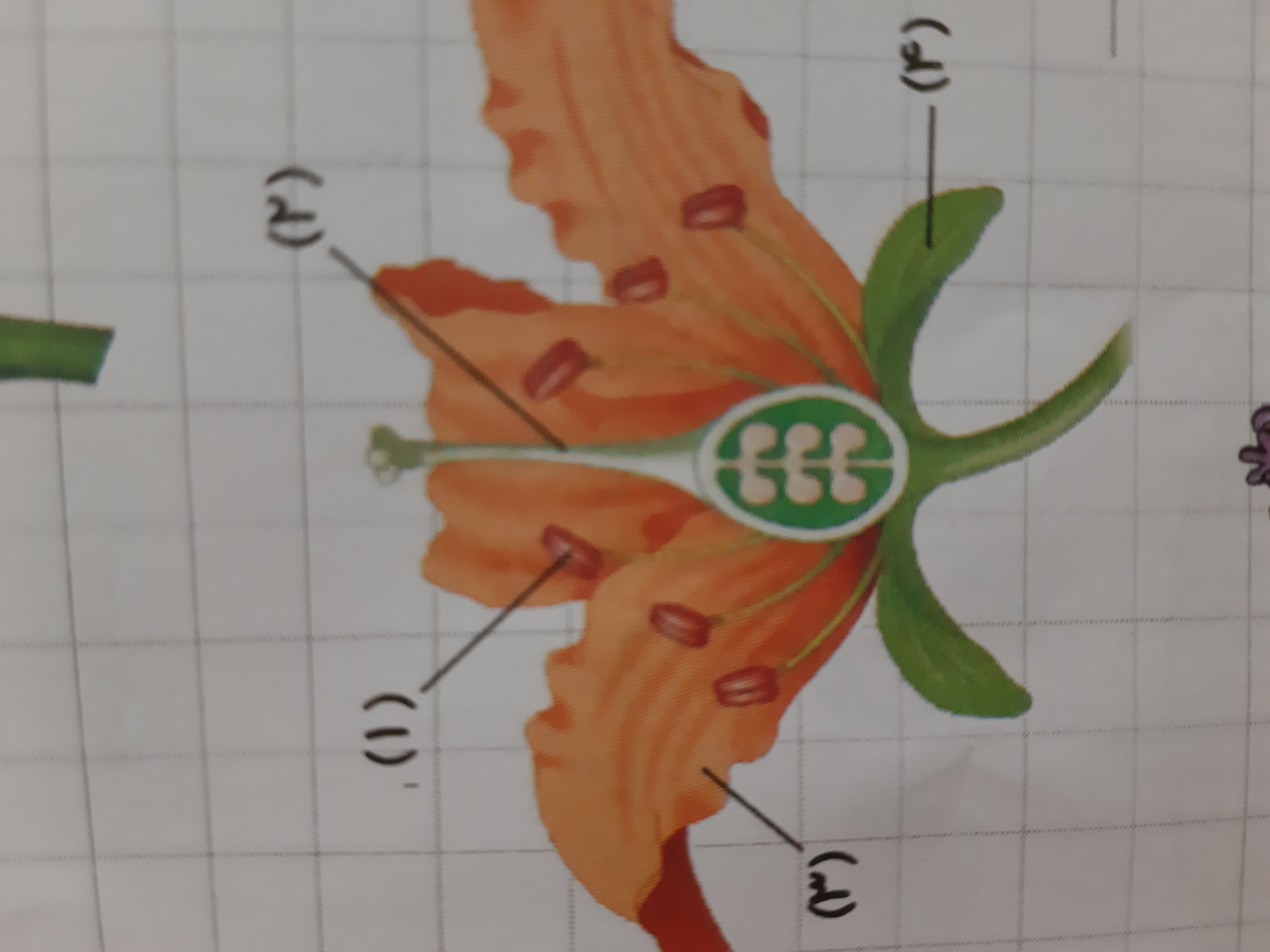 دریافت سوال 13