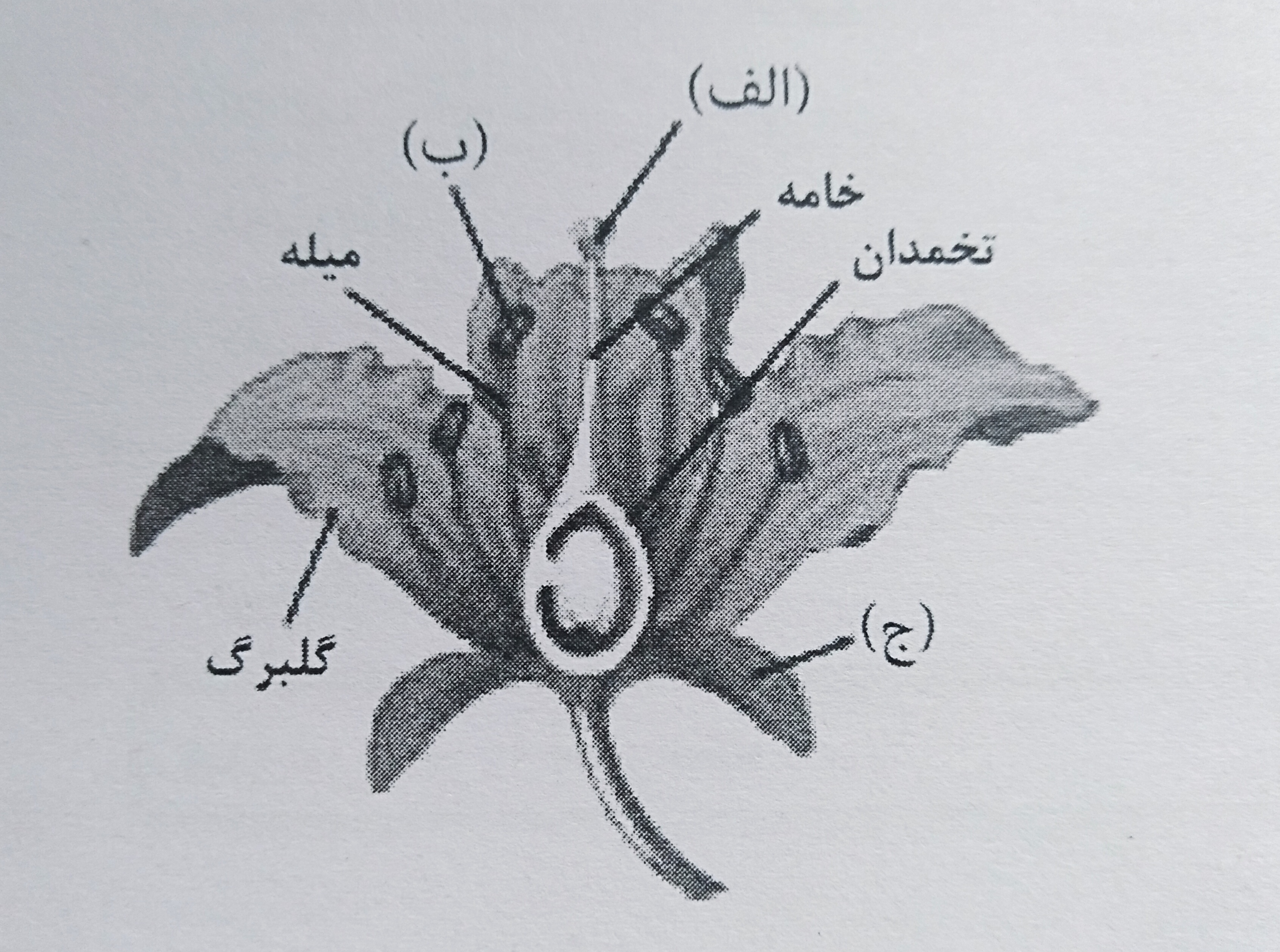 دریافت سوال 15