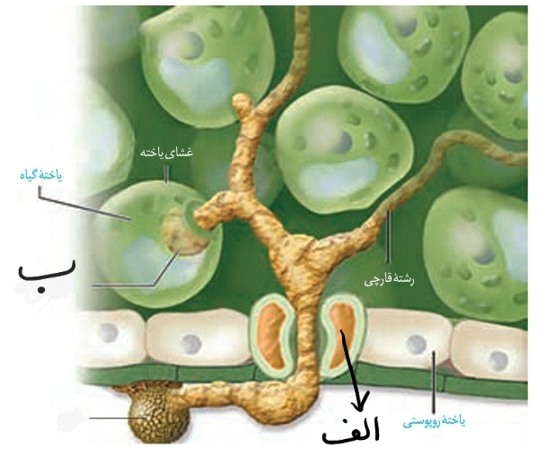 دریافت سوال 11